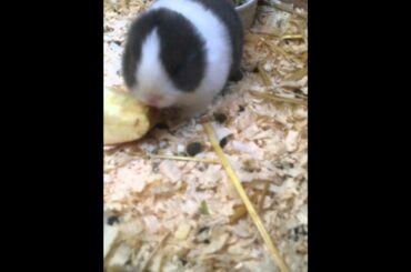 Cute Rabbit  born with no ears in Denmark