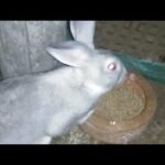 Cute Rabbit 60 Days Old | Dinner Live Streaming