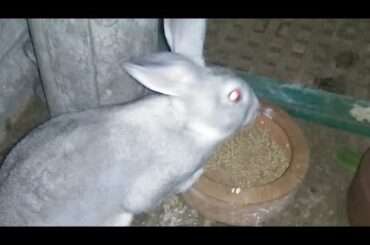 Cute Rabbit 60 Days Old | Dinner Live Streaming