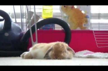 Miniature lop eared bunny - QQ Summer - Cute floppy ears