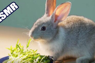 Pets ASMR 🐇 Rabbit Eating Sprouts of Vegetables