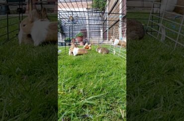 Adorable baby rabbits 🐰