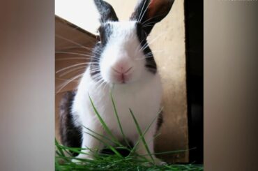 Cute rabbit eating video 🐰🐇😊