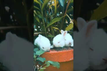 Funny cute baby rabbit bunny