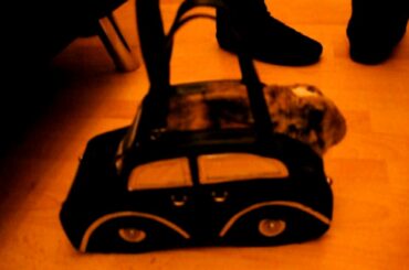 cute bunny - oscar's auto