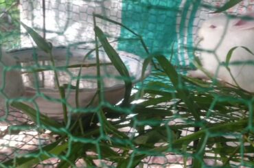 Funny and Cute Baby Bunny Rabbit