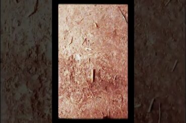 The Baby Rabbit,🐇🐇🐇🐇