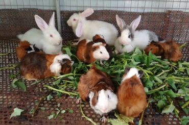 Watch Rabbits Eating - Rabbit Eating - Funny And Cute Bunny Rabbit Videos Compilation 2020