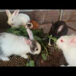 Rabbit Eating - Funny and Cute Baby Bunny Rabbit Videos - Baby Animal Video Compilation 2020