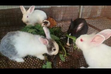 Rabbit Eating - Funny and Cute Baby Bunny Rabbit Videos - Baby Animal Video Compilation 2020