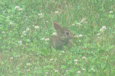 2020-07-09 baby bunny