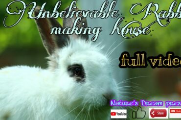 Cute Rabbit Making Nature House