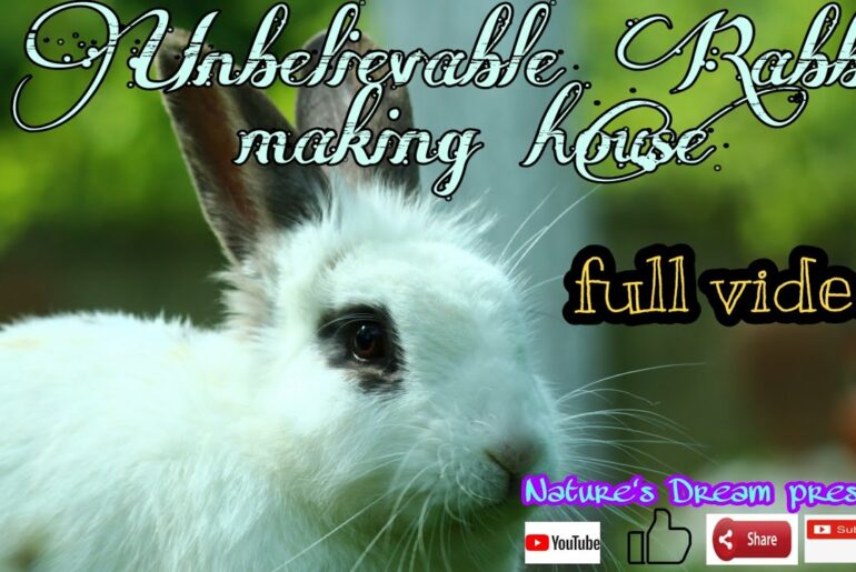 Cute Rabbit Making Nature House