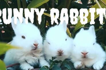 Rabbits Video Cute Bunny Rabbits with music!