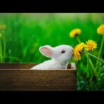 The cutest bunny rabbit compilation ever