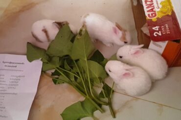 The Cutest Baby Bunnies