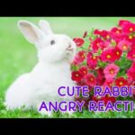 Cute rabbit video, bunny's angry reaction😡 at me ,