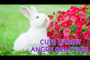 Cute rabbit video, bunny's angry reaction😡 at me ,