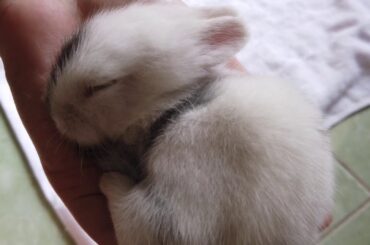 Baby Bunnies growing up in first 30 days