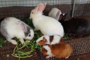 Watch Rabbits Eating - Rabbit Eating - Funny and Cute Rabbits - Baby Animal Video Compilation 2020