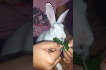 Cute Rabbit eating green leaf...🐰