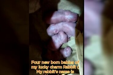 Four New born babies of Rabbit.... all of them are sooooo cute...