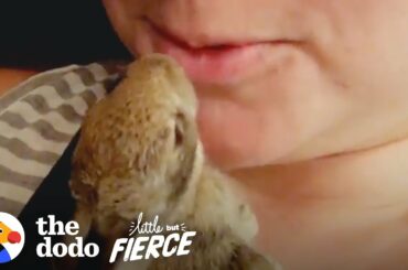 Wild Baby Rabbit Doubles in Size Every Day | The Dodo Little But Fierce