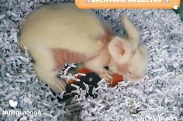 Raising Rabbits: Baby Bunnies 🐇🐇