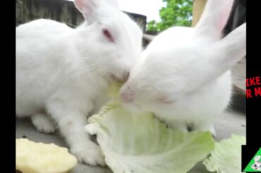 Funny and Cute pet  Baby Bunny Rabbit Videos  Baby Animal Video Compilation 2020