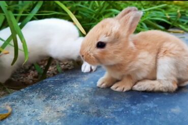 Cute baby bunnies