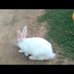 cute rabbit videos nice song