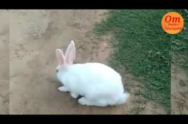 cute rabbit videos nice song