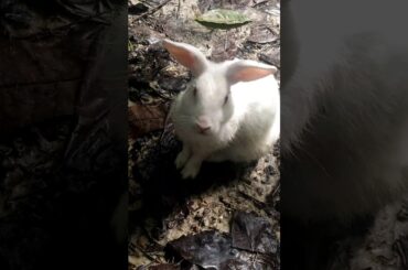 Funny baby Bunny Rabbit video