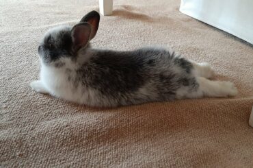 Baby Bunny Louie Bathing