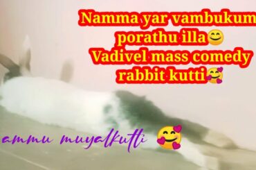 Cute rabbits 😍cute baby rabbits 😍 rabbits funny videos 😍Tamil vadival comedy😍Namma Yar vambukum