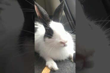 Cute bunny video / rabbit in the car / कार में खरगोश