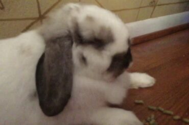 Cute bunny!!!😍🐰!