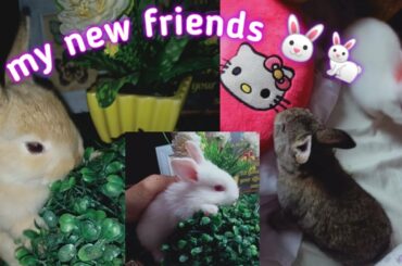 Funny and Cute Baby Bunny Rabbit Videos 🐰🐇 2020