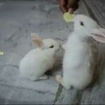 cute Baby Rabbit Playing comedy video Inside the House With Kids