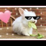 😍Cute Bunny Eqting Lettuce😍
