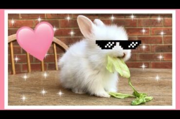 😍Cute Bunny Eqting Lettuce😍
