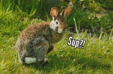 Cute Bunny in the Yard: The Eastern Cottontail