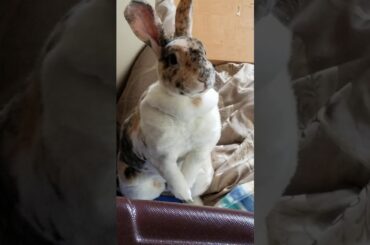 Cute bunny Muddy asking for treats 😍