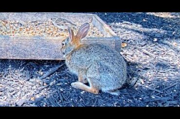 TWO Cute Baby Bunnies at BWHQ