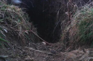 Baby Rabbit Coming out of Warren