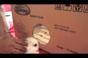 HOMEMADE MINI BUNNY PLAY BOX