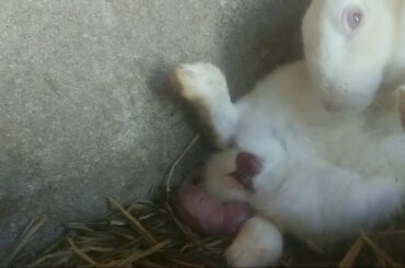 My rabbit giving birth to baby bunny for the first time.