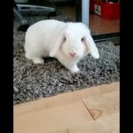 Cute bunny