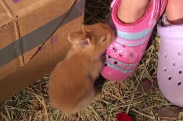 20 days old Baby bunnies in the run