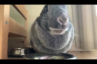 Cute bunny eating 😍😍😍😍🥰🥰